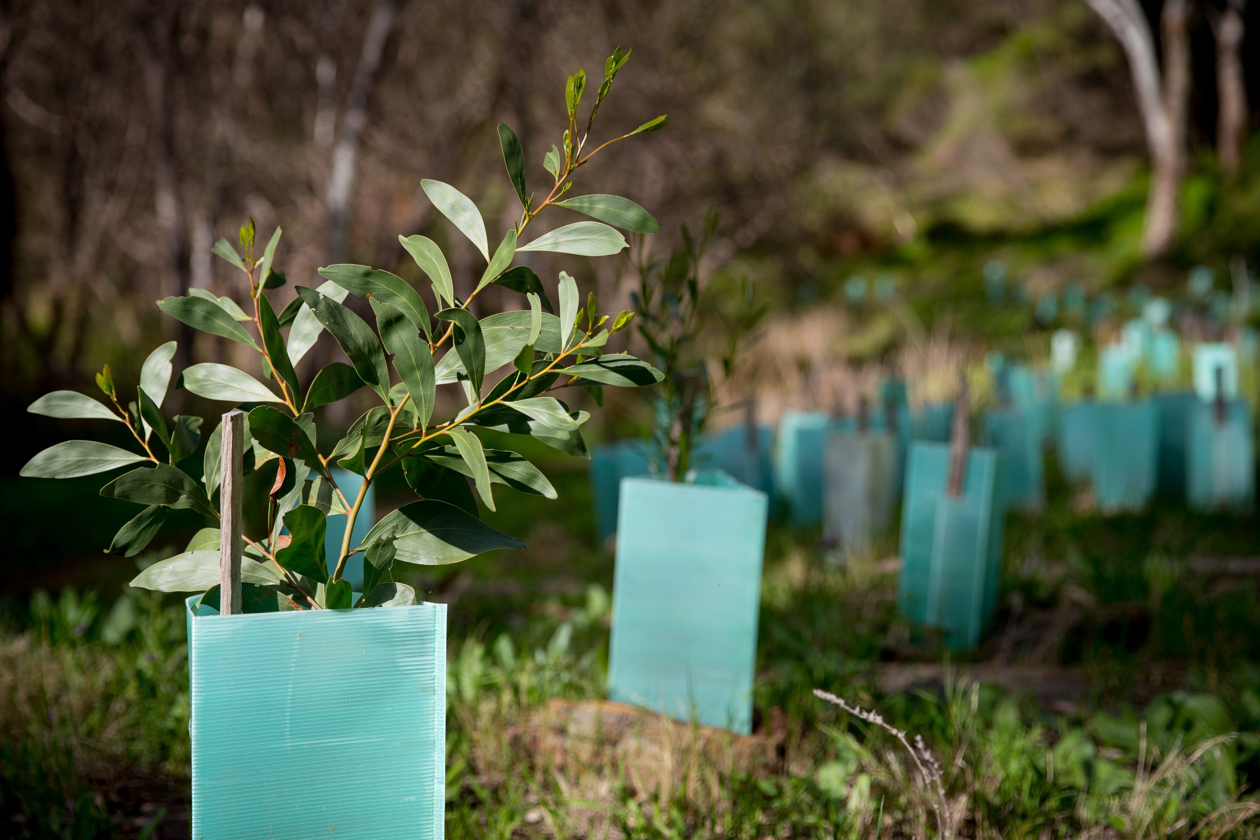 Revegetation in Australia.